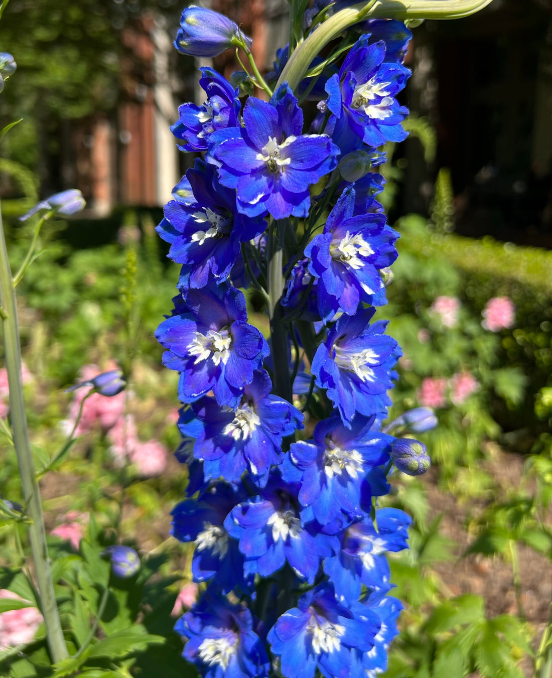 Blue Delphinium Flower