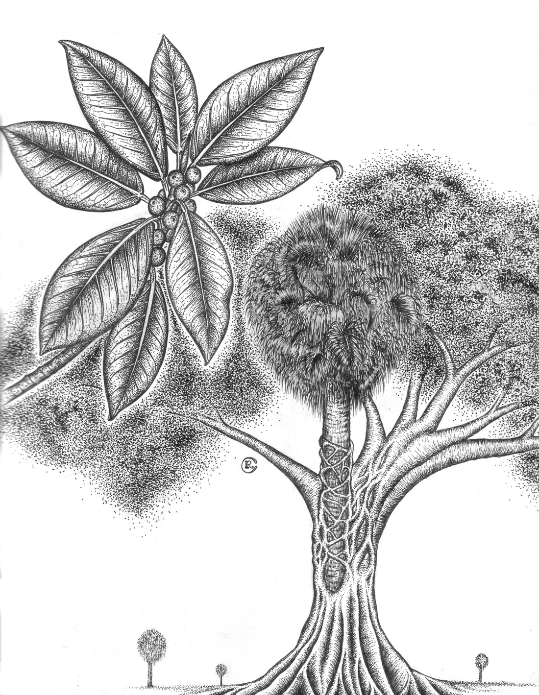 Strangler Fig  Ficus Aurea Drawing