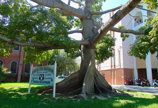 Kapok Tree  Ceiba pentandra  Tropical Tree