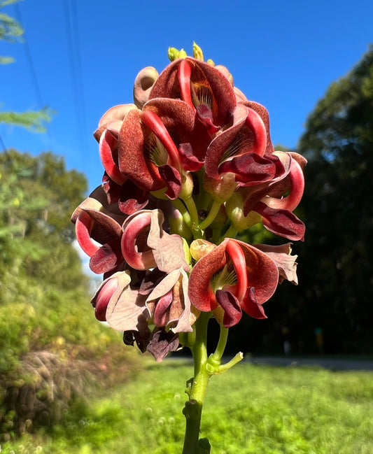 American Groundnut  Apios americana  Wildflower