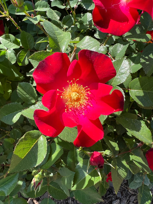 Red Rose Bush