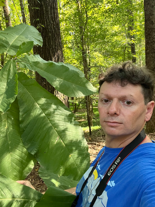 Bigleaf Magnolia in the Woods