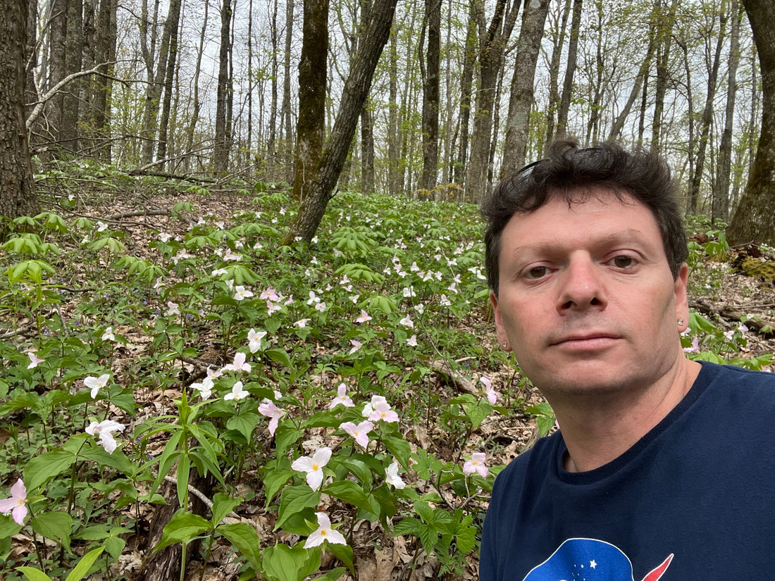 Great White Trillium in the Woods