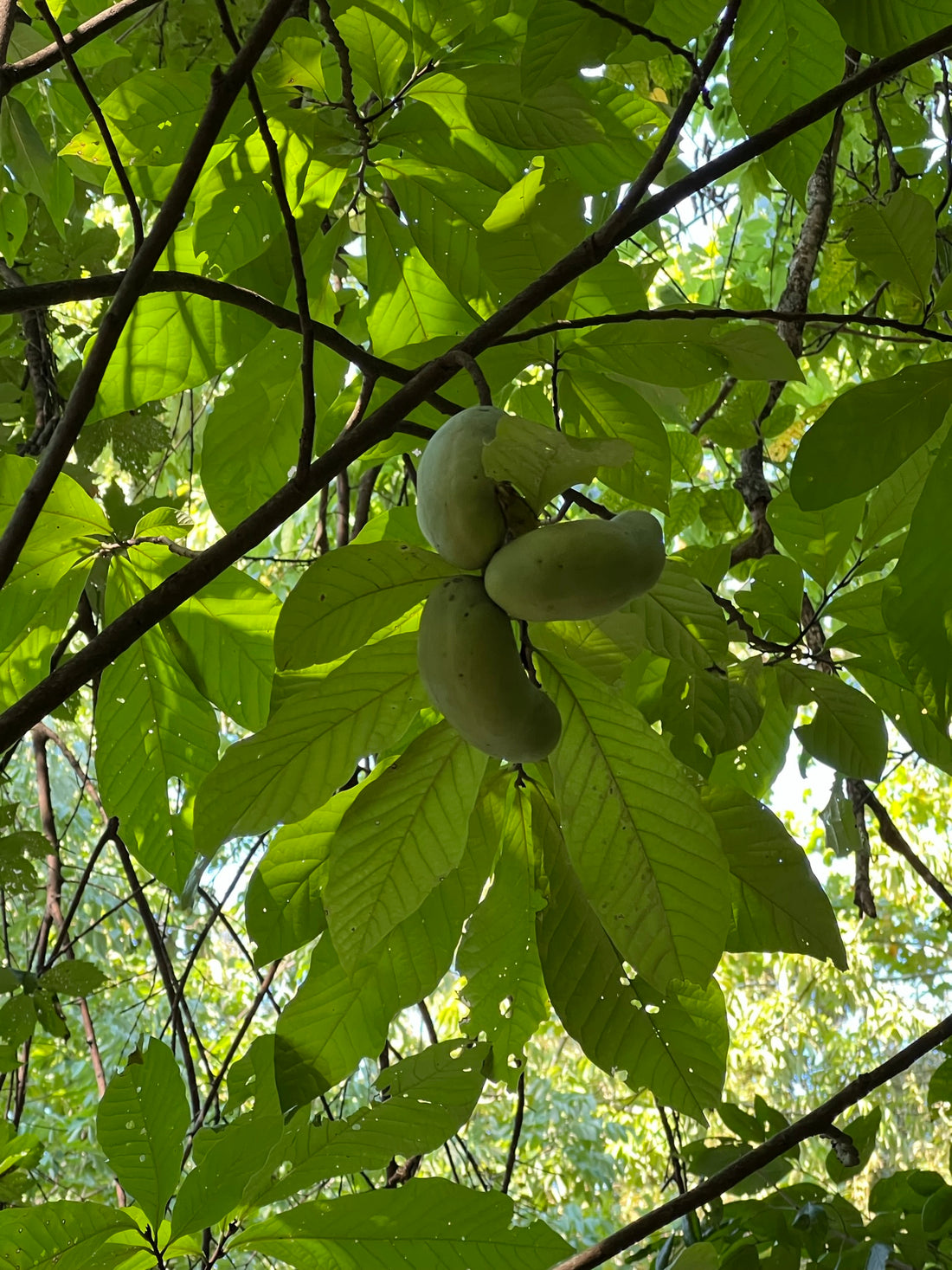 Pawpaw Fruits in the Wild