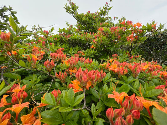 Flame Azalea  Azalea calendulaceum  on Roan Mountain, North Carolina