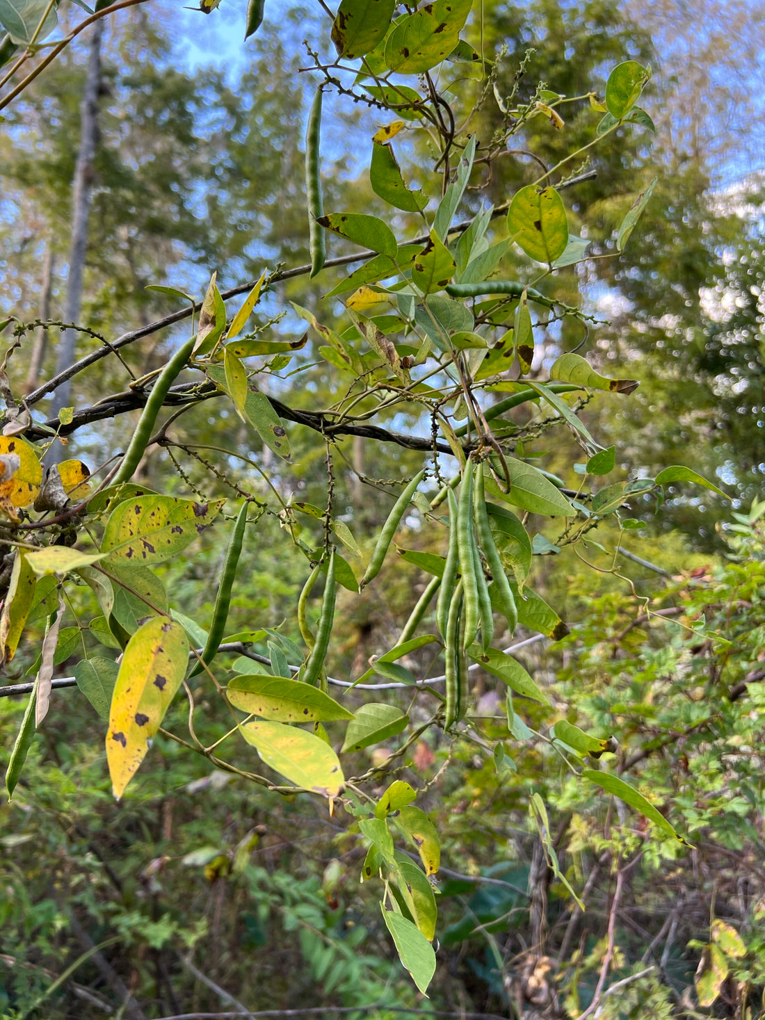 American Groundnut Vine with Pods