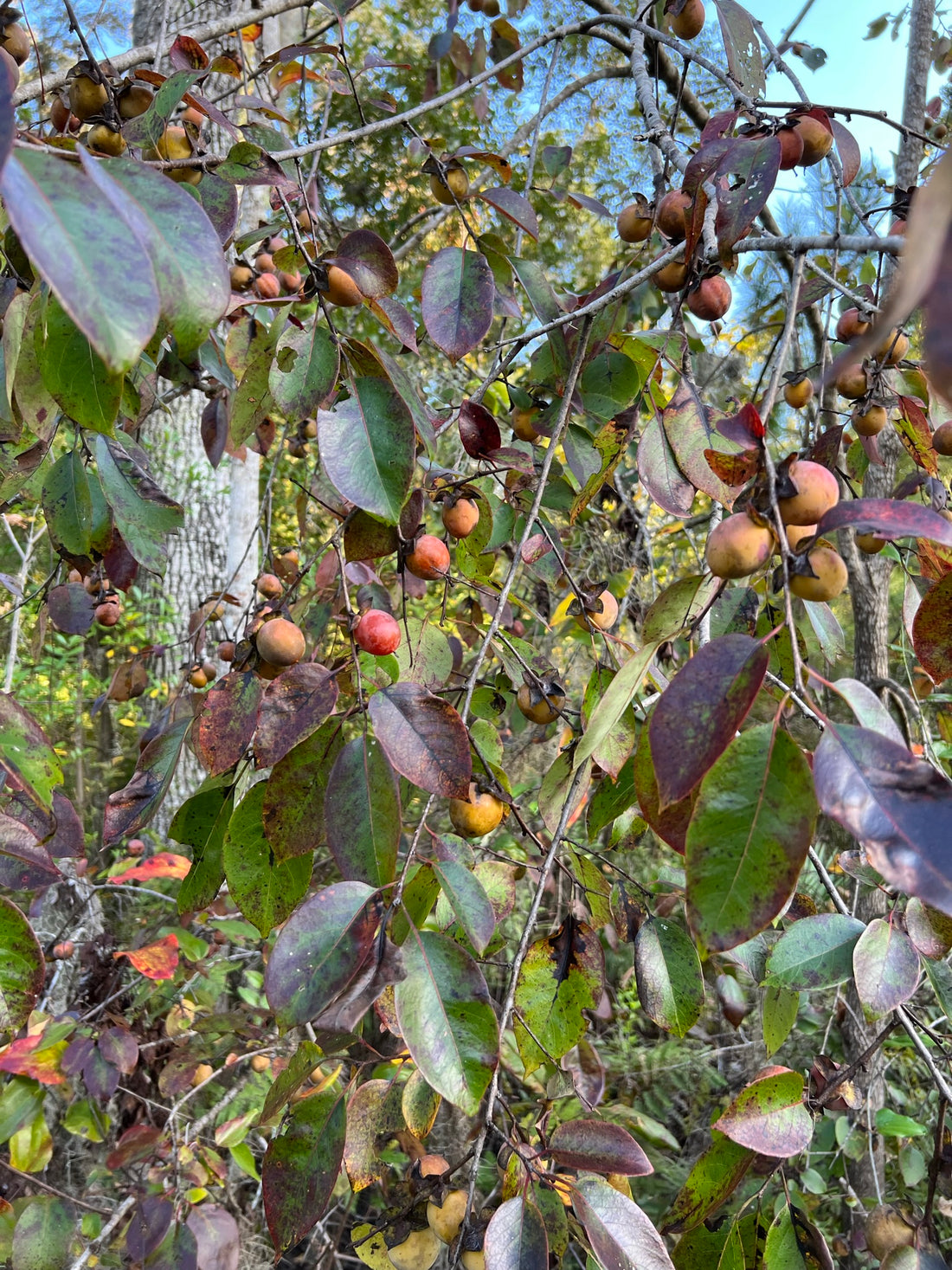 American Persimmon Tree with Fruits