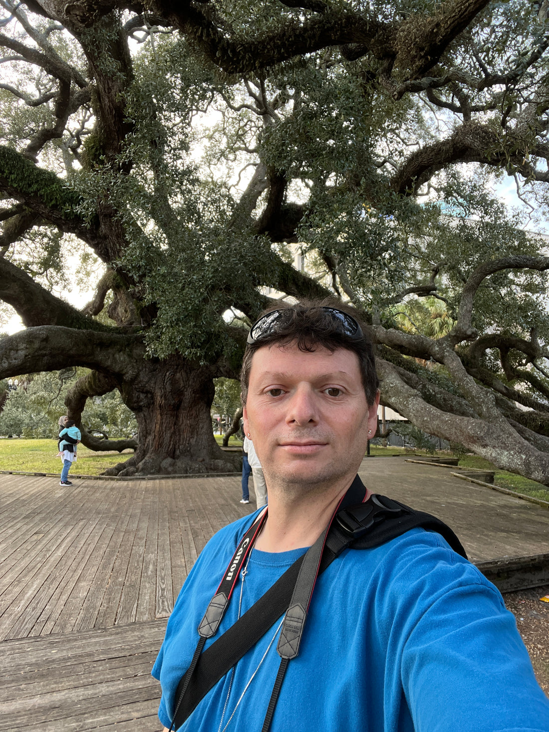 Treaty Oak in Jacksonville, Florida  Live Oak  Quercus virginiana