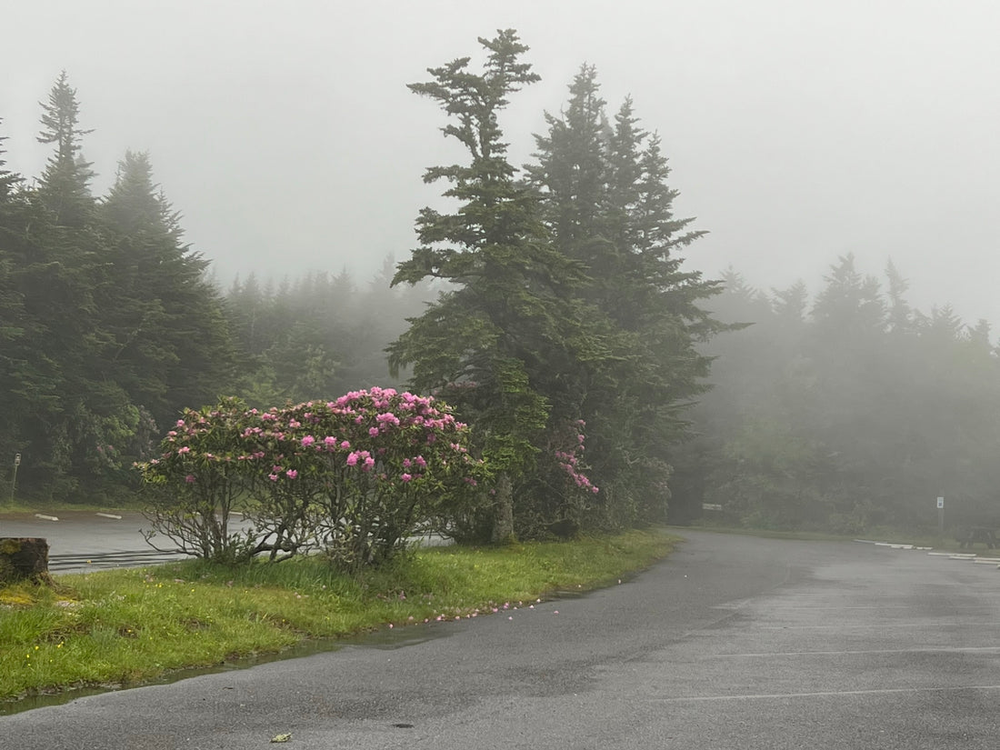 Rhododendrons in a Storm In North Carolina