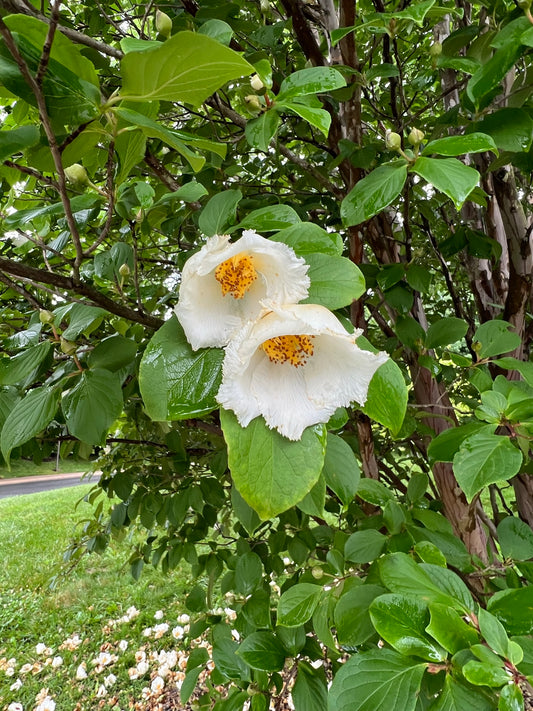 Korean Stewartia In Bloom