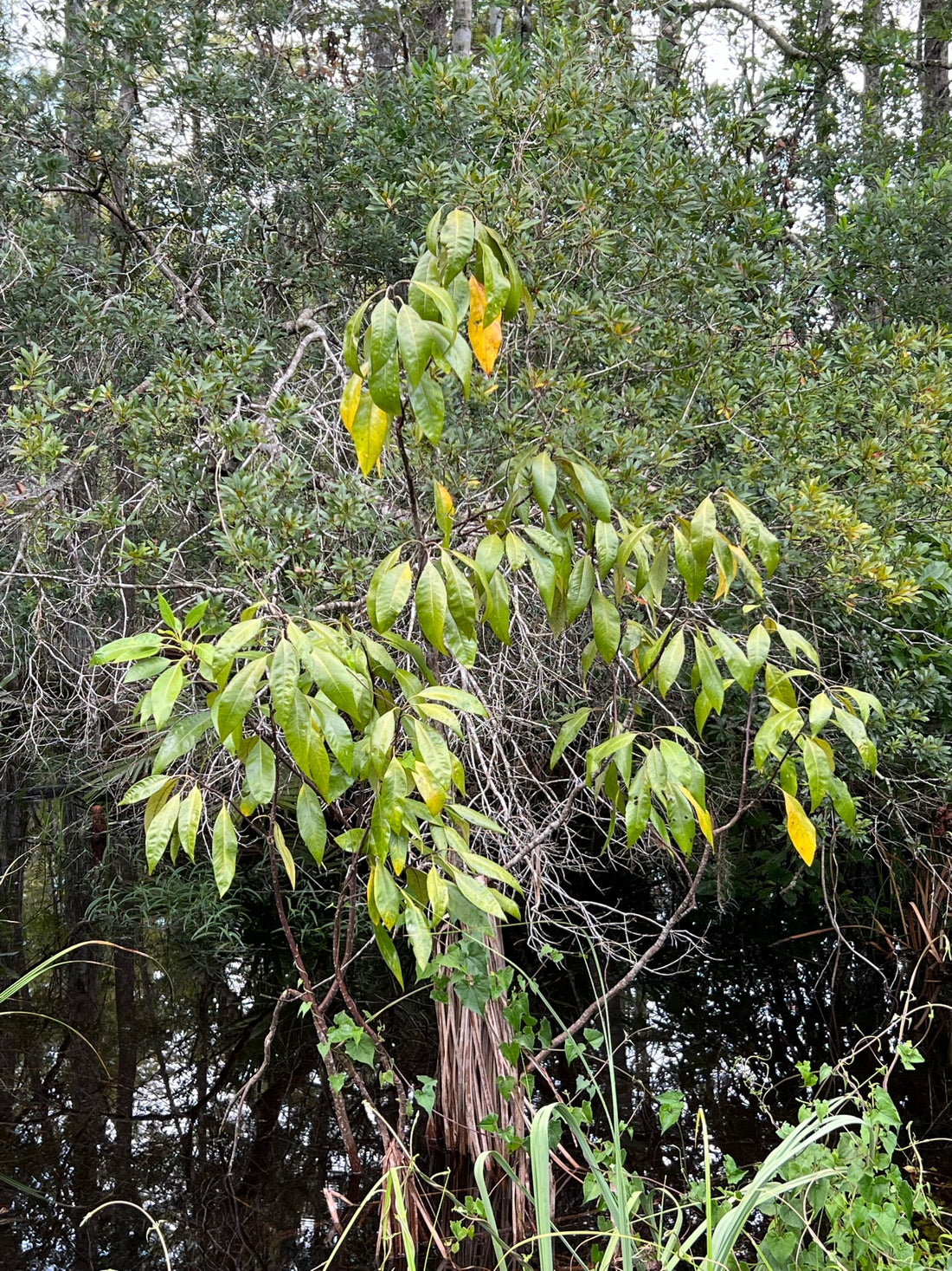 Corkwood  Leitneria floridana  Rare Native Tree