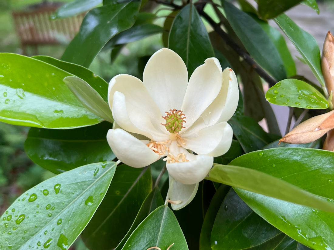 Sweetbay Magnolia  Magnolia virginiana