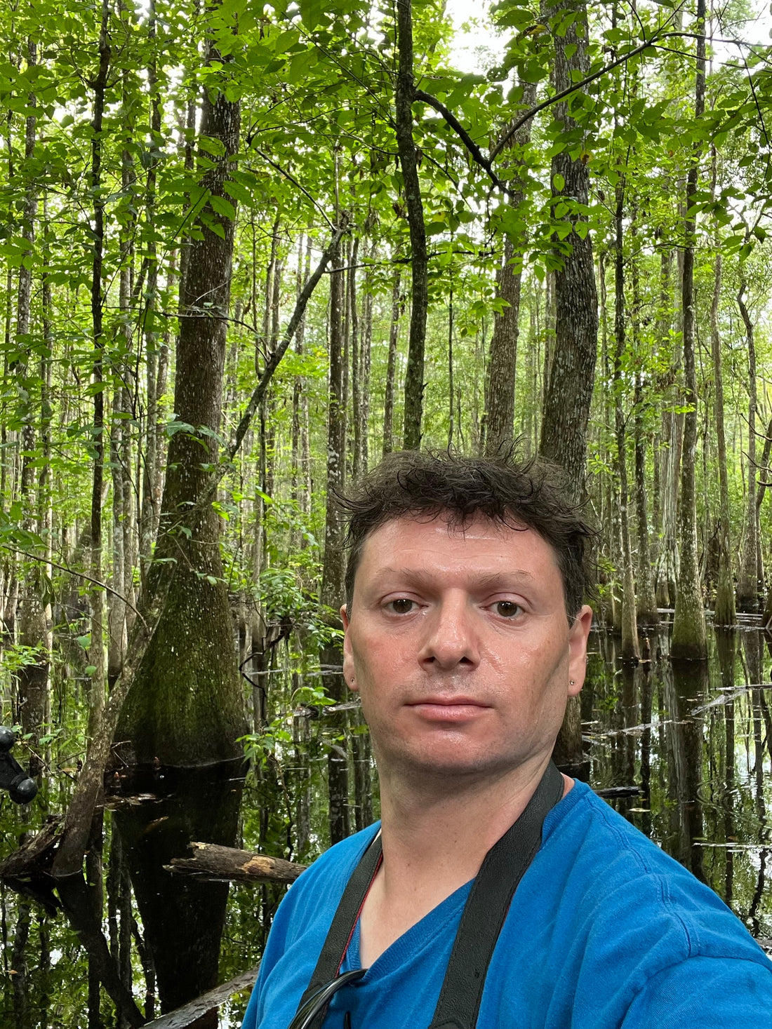 Water Tupelo  Nyssa aquatica in a Swamp