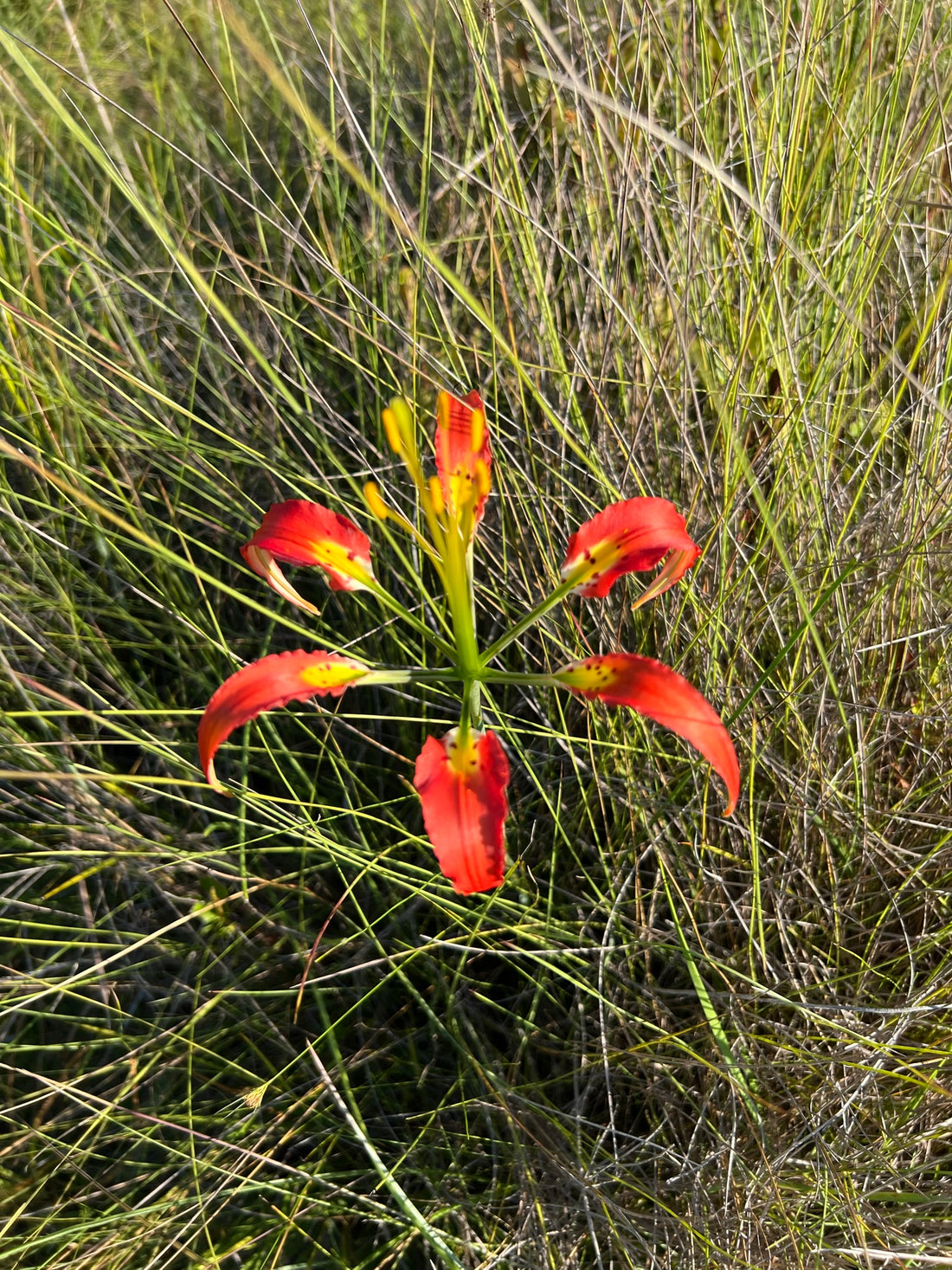 Catesby's Pine Lily  Lilium catesbaei