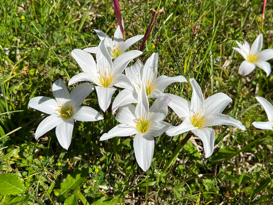 Atamasco Lily  Rain Lily