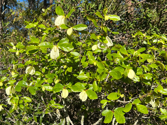 Bigflower Pawpaw in Bloom