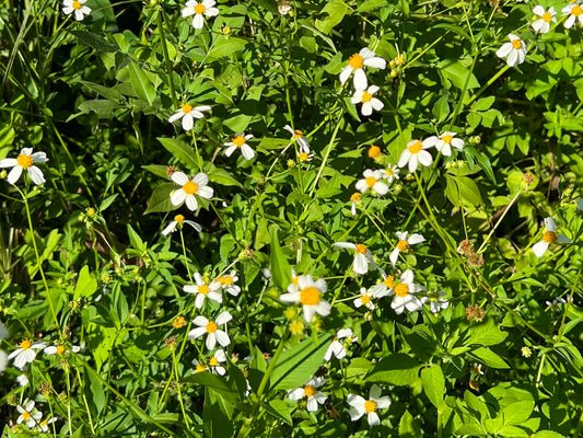 Spanish Needles  Bidens pilosa  Wildflower