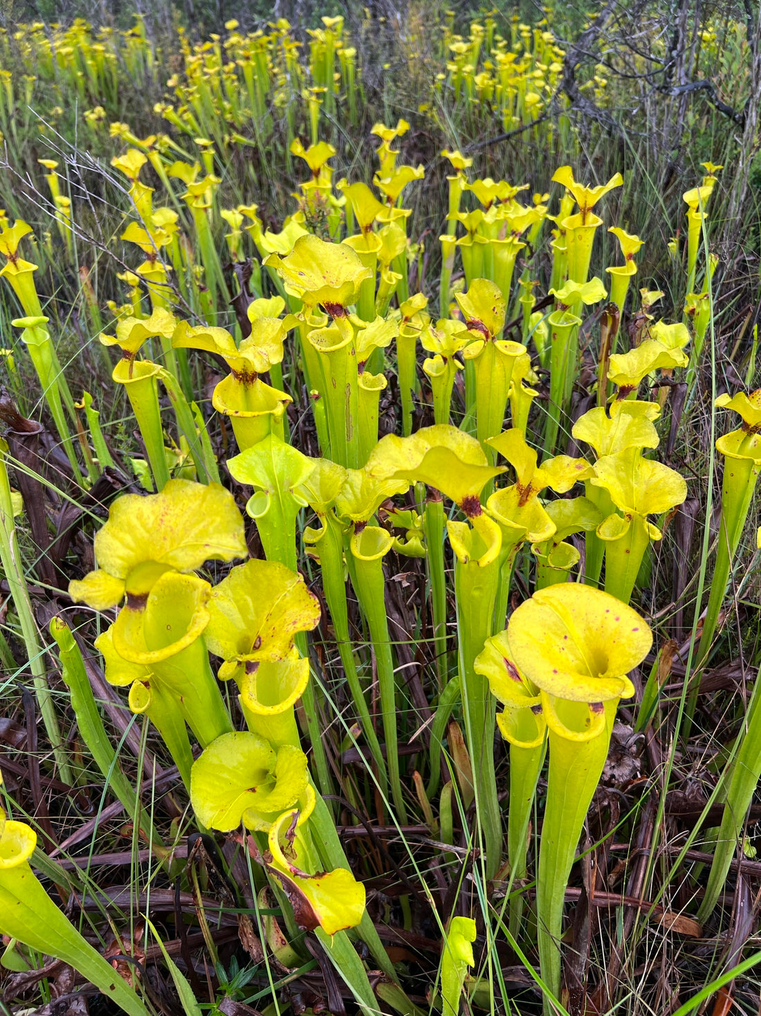 Yellow Pitcher Plant  Sarracenia flava in the Wild