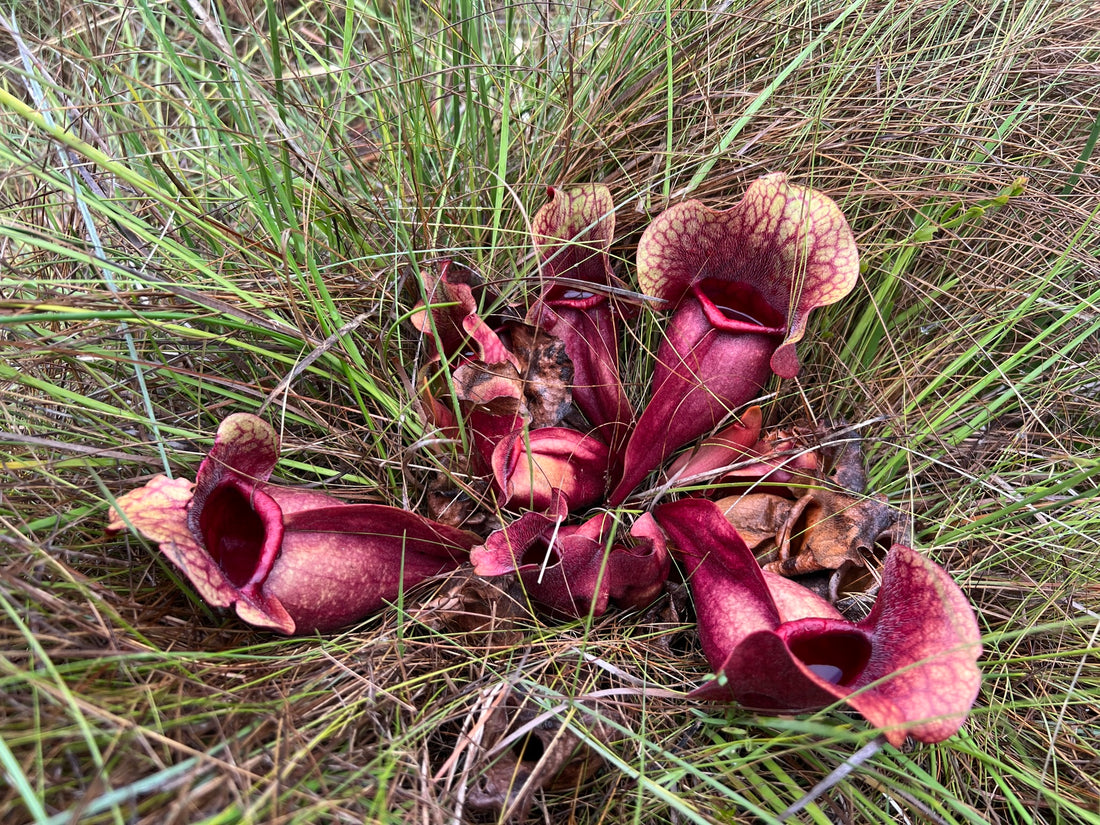 Purple Pitcher Plant in the Wild