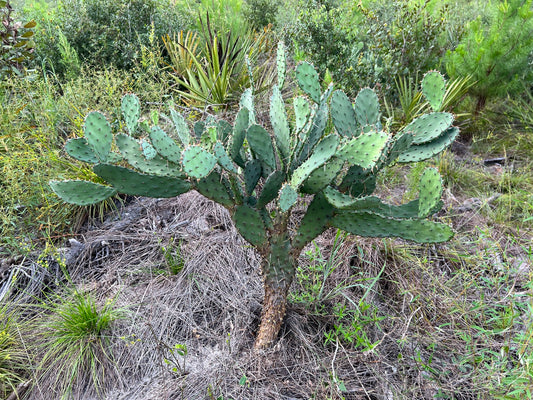 Florida Prickly Pear Cactus  Opuntia austrina