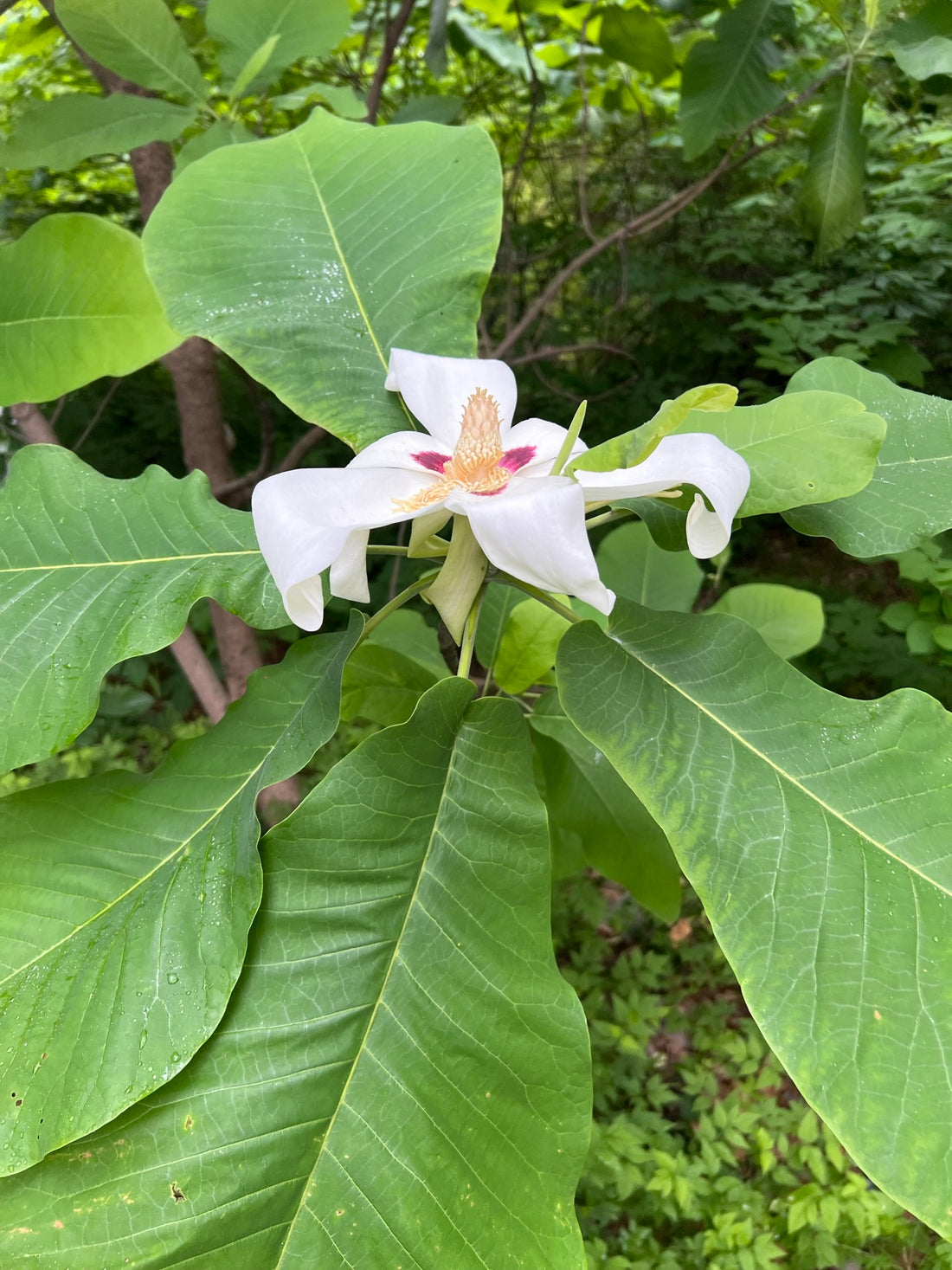 Ashe's Magnolia  Magnolia ashei