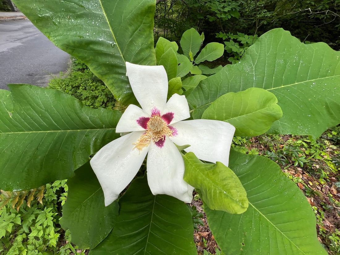 Ashe's Magnolia in Bloom