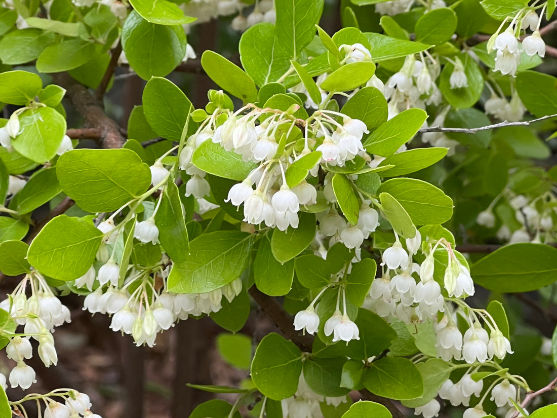 Sparkleberry Tree Huckleberry  Vaccinium arboreum in bloom