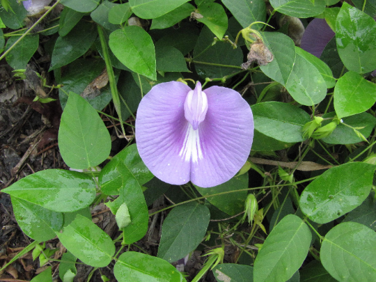Pink Butterfly Pea