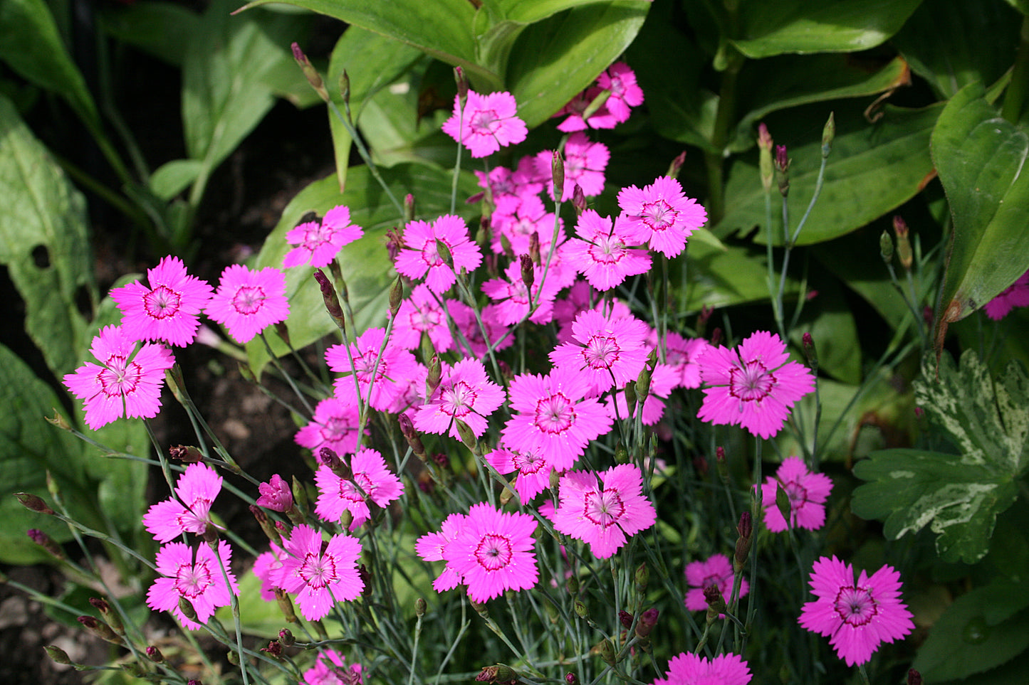 Maiden Pink  100 Seeds  Dianthus deltoides