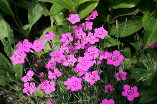Maiden Pink  100 Seeds  Dianthus deltoides