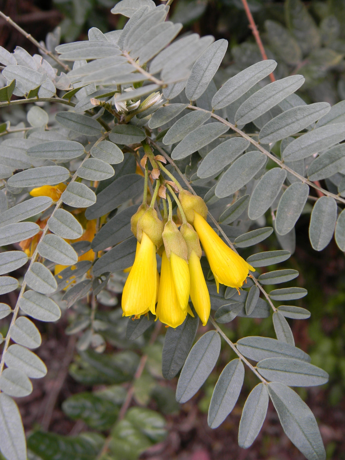 Chilean Kowai   5 Seeds   Sophora macrocarpa