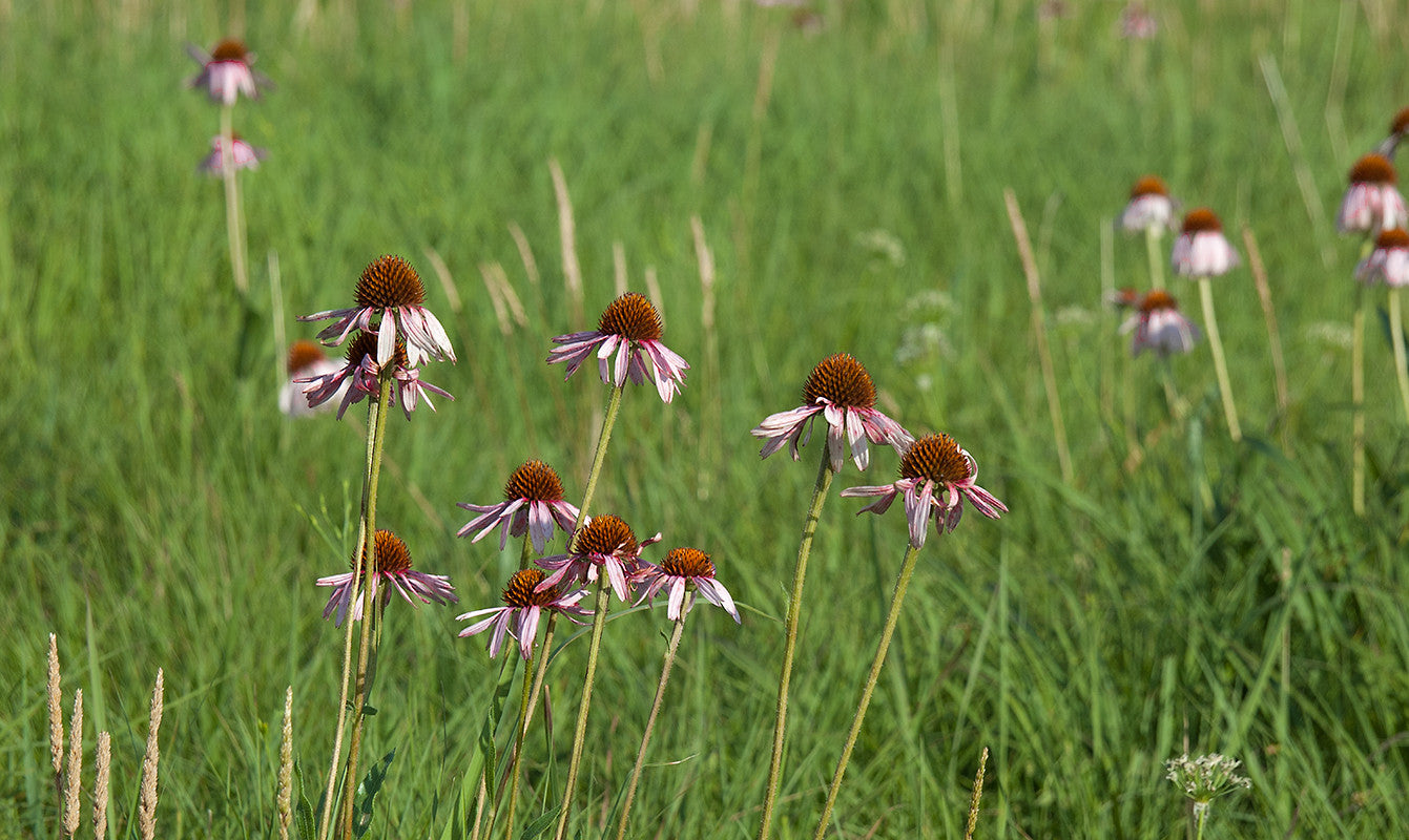 Narrow-Leaved Purple Coneflower  100 Seeds  Echinacea angustifolia