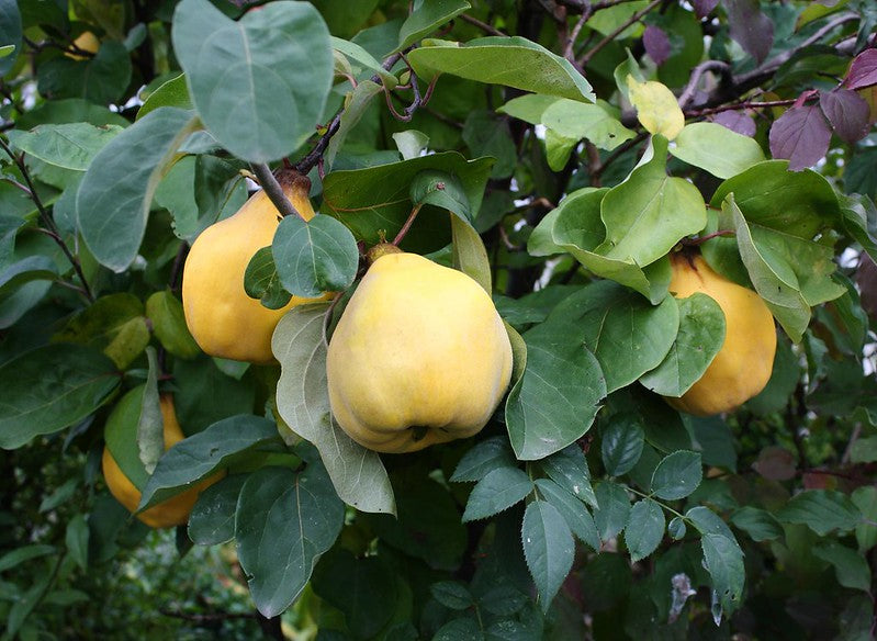 Quince  Chaenomeles oblonga  200 Seeds  USA Company