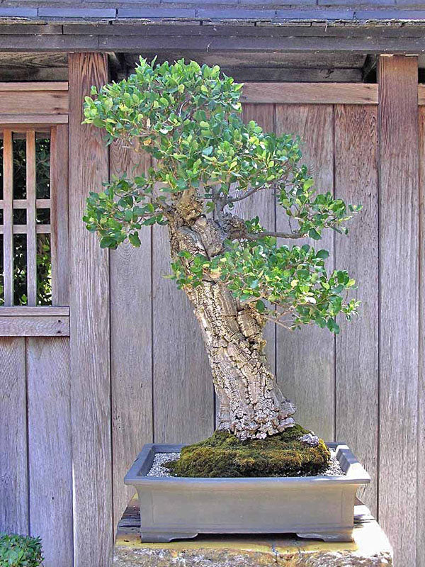 Cork Oak   5 Seeds   Quercus suber