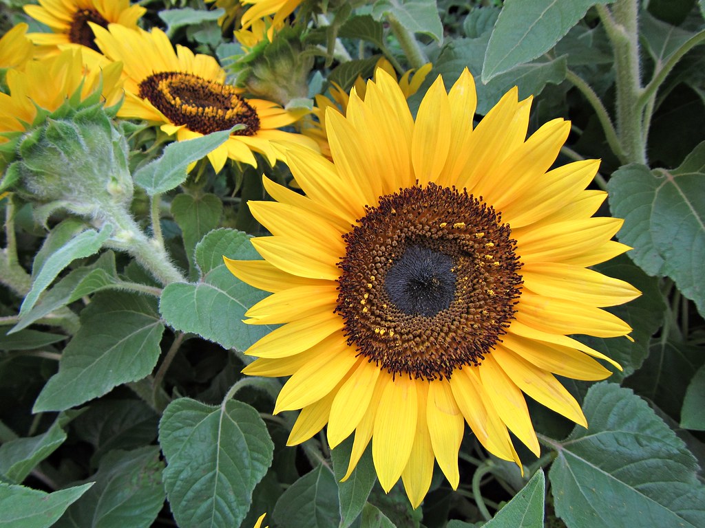 Dwarf Sunflower  100 Seeds  Helianthus annuus
