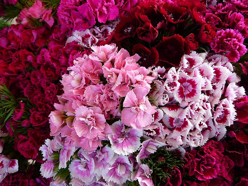 Sweet William  100 Seeds  Dianthus barbatus