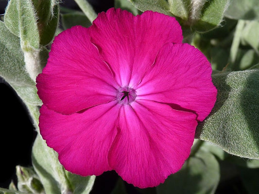 Rose Campion  100 Seeds  Lychnis coronaria