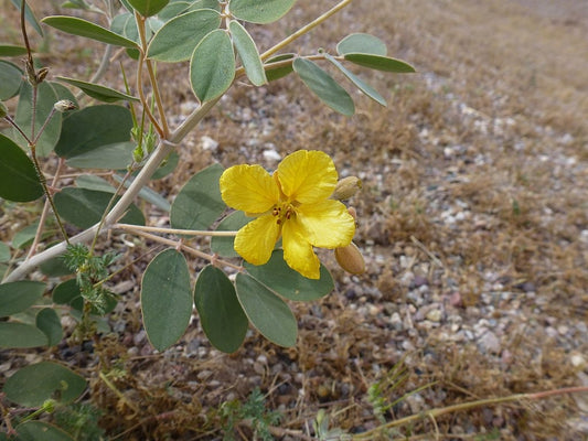 Desert Senna  20 Seeds  Cassia covesii