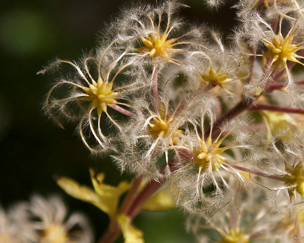 Japanese Clematis 20 Seeds Clematis stans  USA Company