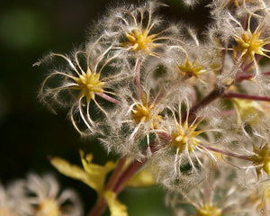 Japanese Clematis  20 Seeds  Clematis stans