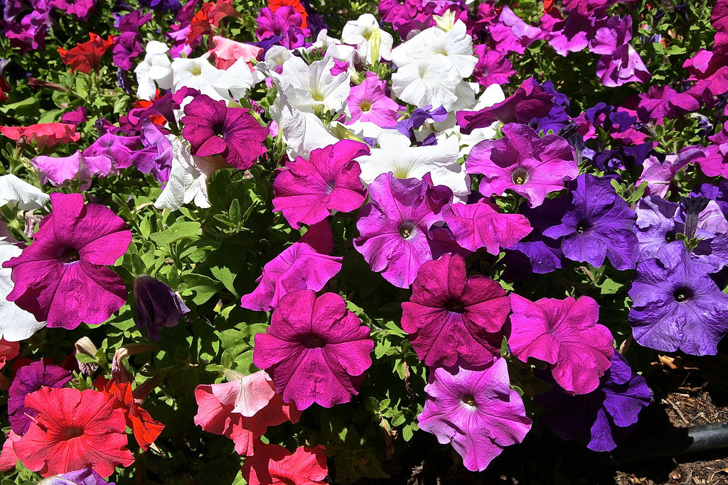 Petunia Mix  100 Seeds  Petunia hybrida