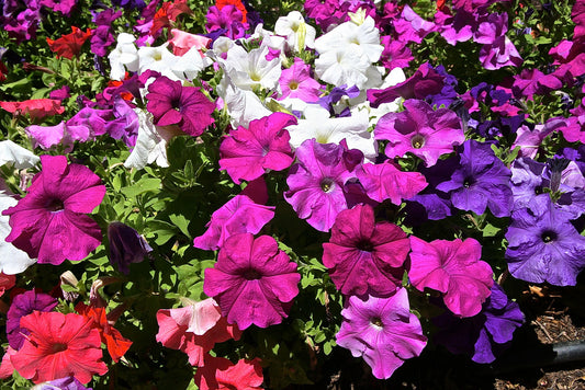Petunia Mix  100 Seeds  Petunia hybrida