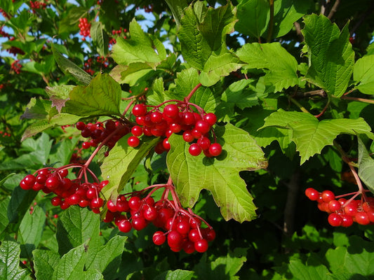 Cranberrybush Viburnum  10 Seeds  Viburnum trilobum