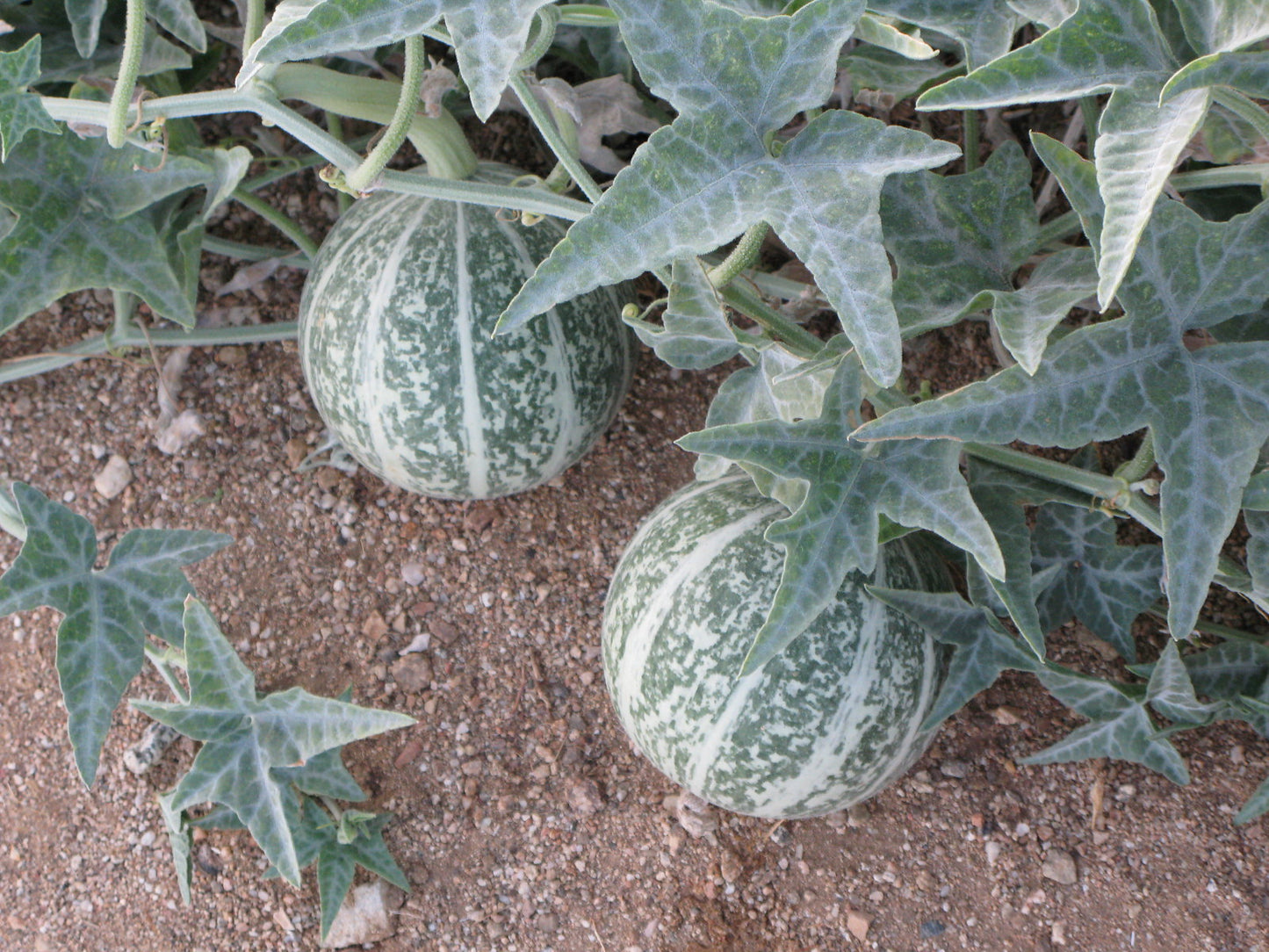 Coyote Gourd Cucurbita palmata 20 Seeds  USA Company