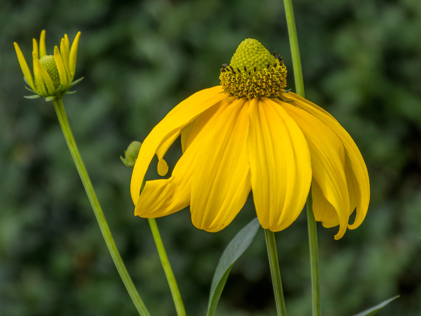 Green-Headed Coneflower Rudbeckia laciniata 500 Seeds  USA Company