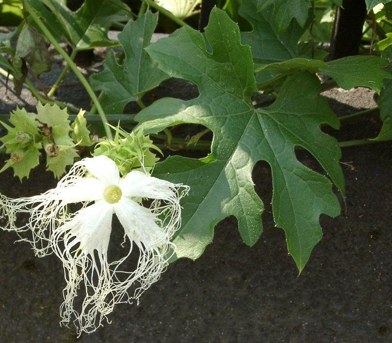Chinese Cucumber   10 Seeds   Trichosanthes kirilowii