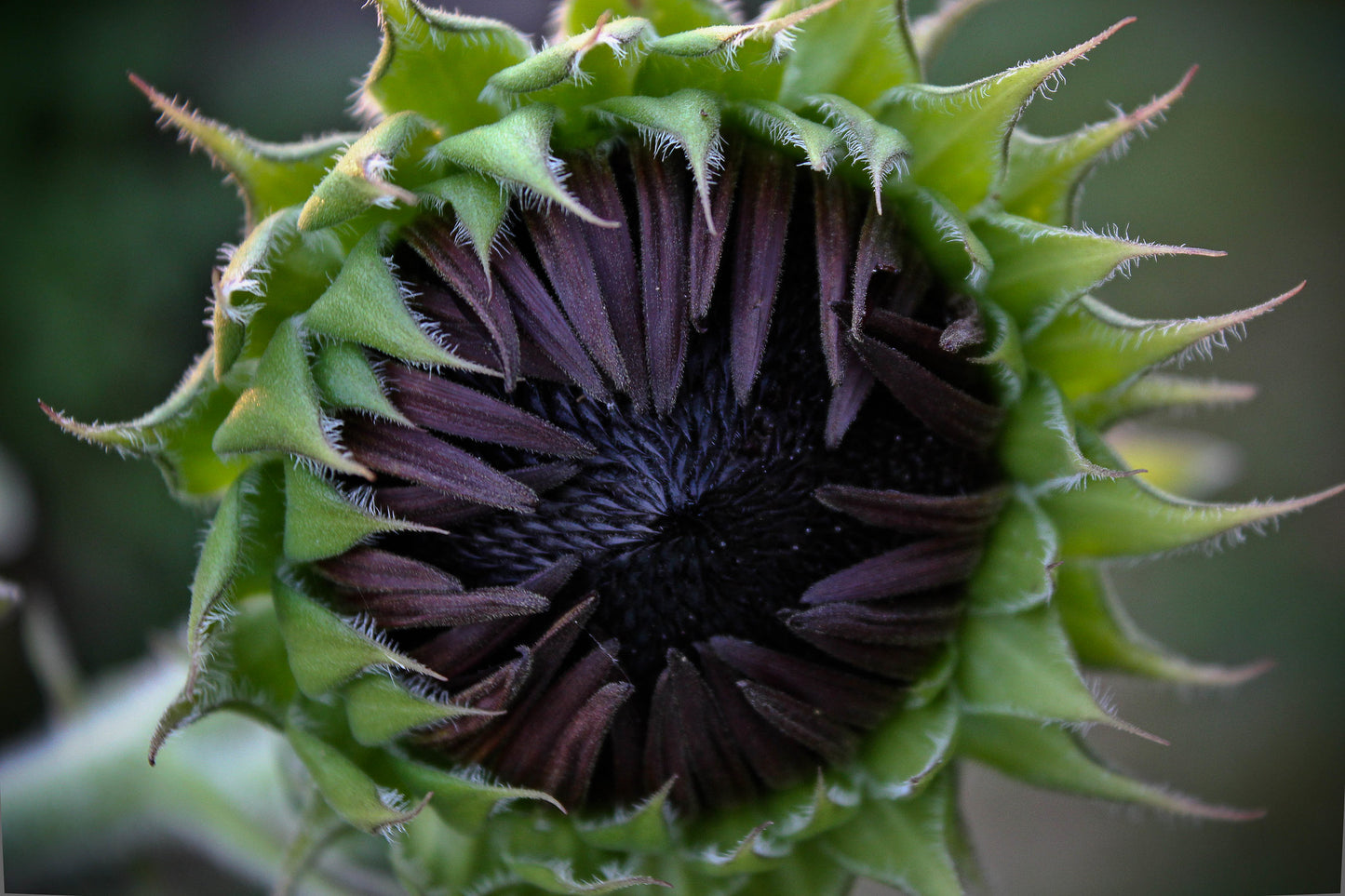 Velvet Queen Sunflower  100 Seeds  Helianthus annuus