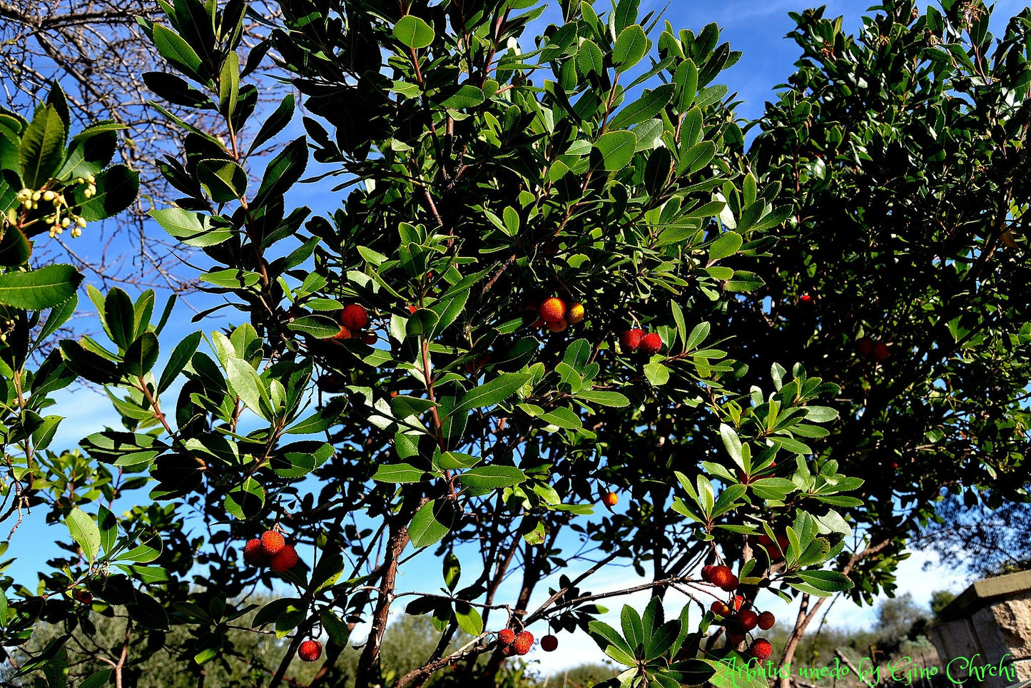 Strawberry Tree Arbutus unedo 100 Seeds  USA Company