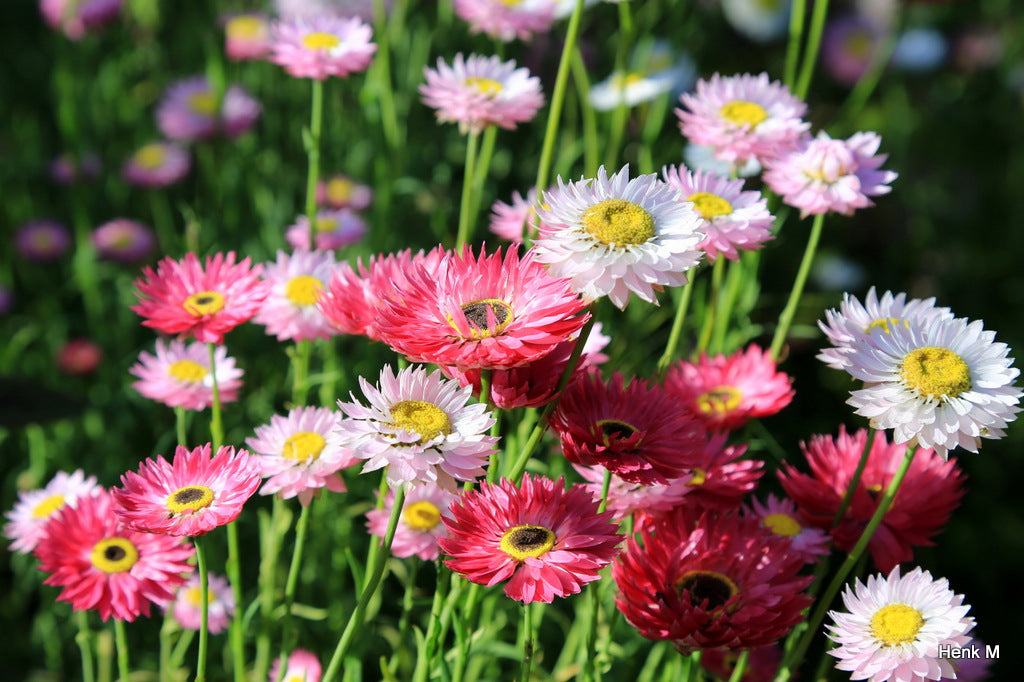 Strawflower Mix  100 Seeds  Helichrysum bracteatum