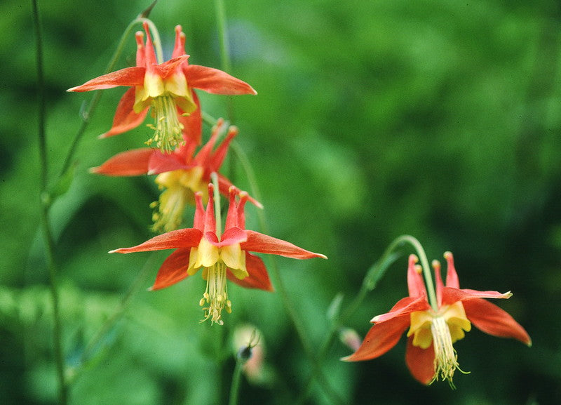 Western Columbine  100 Seeds  Aquilegia formosa